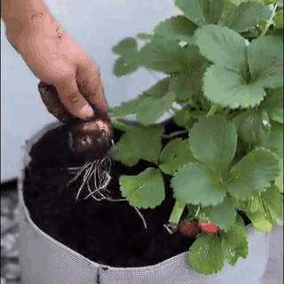 Breathable Geotextile Grow Bag with Saucer